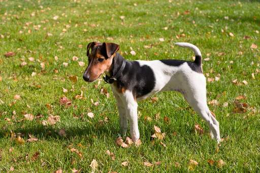 A wonderul little Smooth Fox Terrier showing off it's short body and long legs