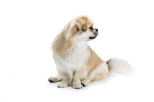 A lovely adult Tibetan Spaniel sitting, waiting patiently for the next command