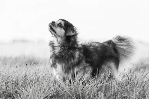 A young Tibetan Spaniel standing tall, showing off it's beautiful, short nose