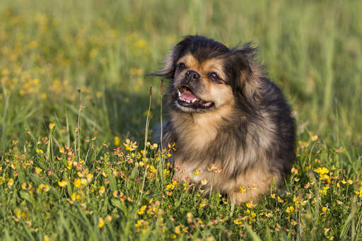An excited little Tibetan Spaniel playing outside in the long grass