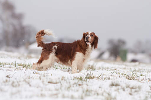 A Welsh Springer Spaniel showing off it's beautiful, long, brown coat
