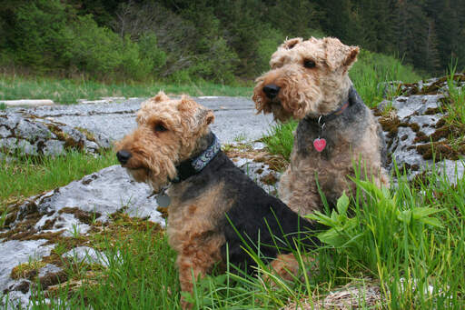 Två underbara welsh terriers som sitter prydligt och tålmodigt väntar på ett kommando