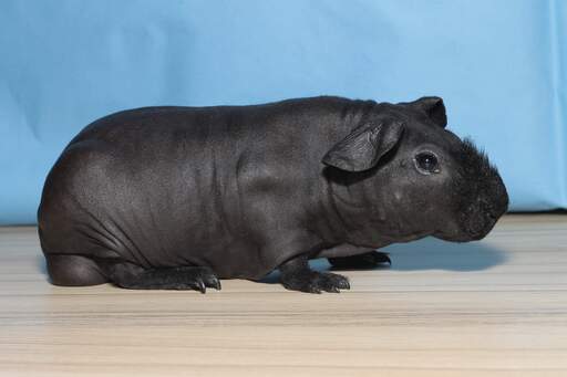 Un cochon d'inde noir sans poils et maigre avec un nez poilu.