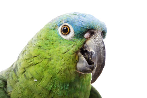 A close up of a Blue Naped Parrot's beautiful eyes