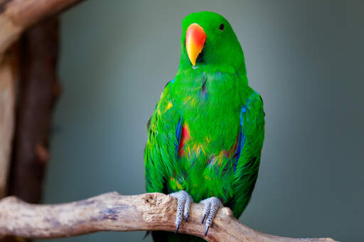 A Eclectus Parrot's incredible green top feathers