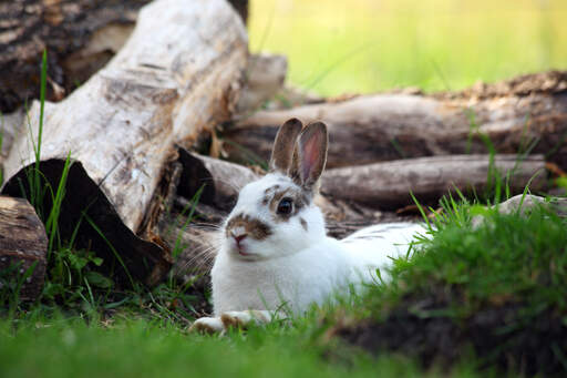 Un lapin néo-zélandais couché avec les oreilles dressées