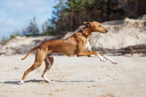 Sportlicher azawakh hund läuft am strand