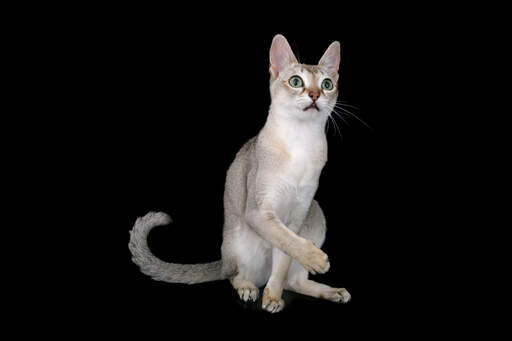 En glad singapura katt med stora långa öron