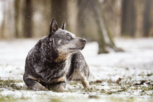 A wolfy australian shepherd dog out in the snow