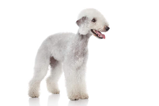 Den vackra vita pälsen på en ung bedlington terrier