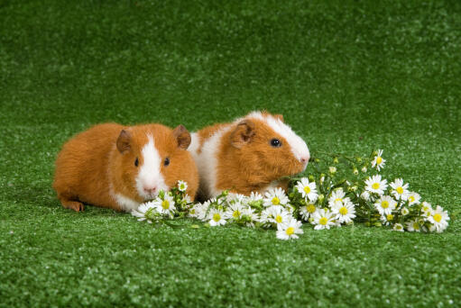 Two beautiful white and brown Rex Guinea Pigs