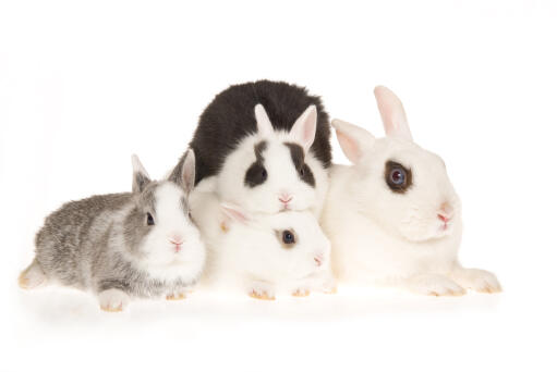 Trois magnifiques petits lapins hotot