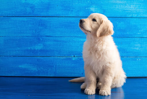 A lovely, little Golden Retriever puppy sitting beautifully