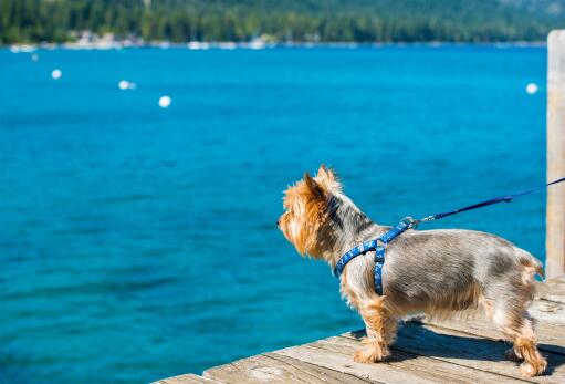 A lovely little Silky Terrier, eager to get in the water