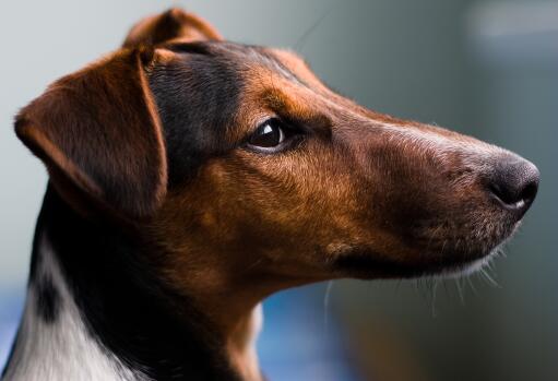 En närbild av en smooth fox terriers vackra, mjuka päls