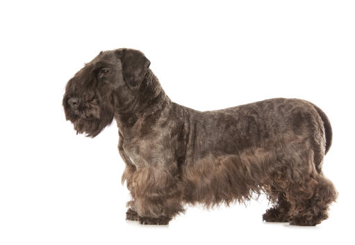 A Cesky Terrier showing off it's beautifully groomed coat