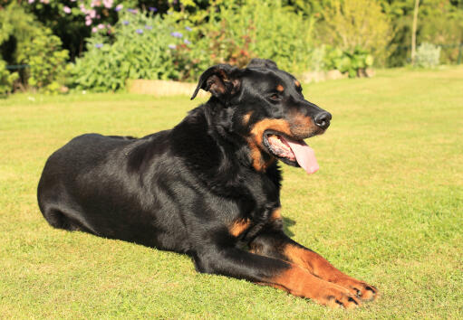 A beautiful adult Beauceron lying neatly on the grass