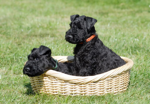 A wonderful little, black Kerry Blue Terrier puppies sitting in a basket