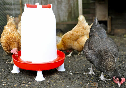 Use optional legs to keep the chicken drinker off the ground