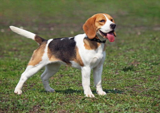 En beaglevalp med tungan i luften och svansen i luften