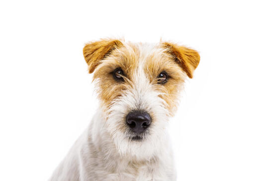 En närbild av en parson russell terriers vackra, små, trådiga öron