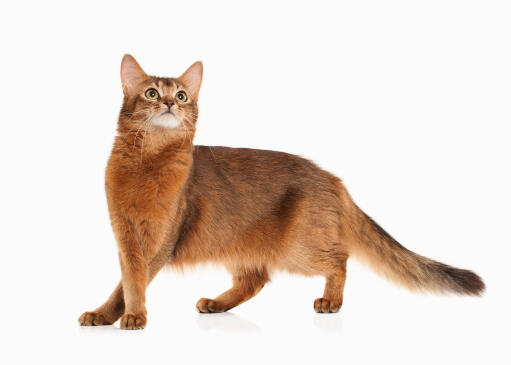 Les chats somaliens ont commencé à bronzer dans les années 1940