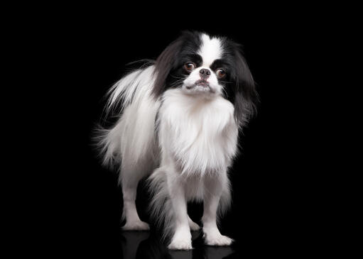 A Japanese Chin with a well groomed coat standing tall