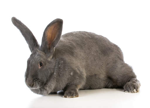 Un lapin géant flamand qui a de merveilleuses grandes oreilles et de grands pieds