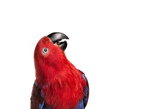 A close up of an Eclectus Parrot's beautiful eyes