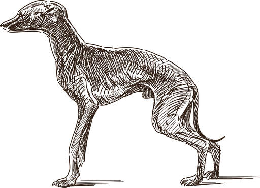 En sketch av en italiensk greyhound