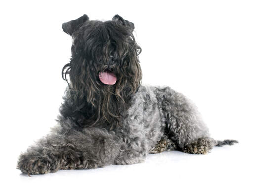 A young Kerry Blue Terrier panting after some needed exercise