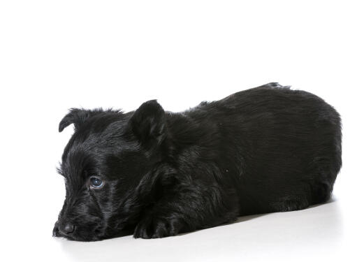  GorGeooss, liten, svart skotsk terriervalp som vilar på Golvet.