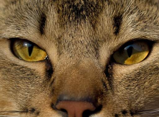 Det vackra ansiktet på en pixie bob-katt