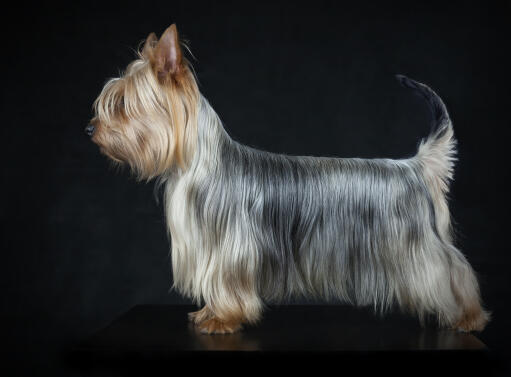 En silkeslen terrier med en underbar, lång och mjuk päls