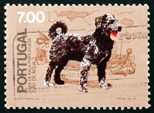 Ett frimärke av en portugisisk vattenhund