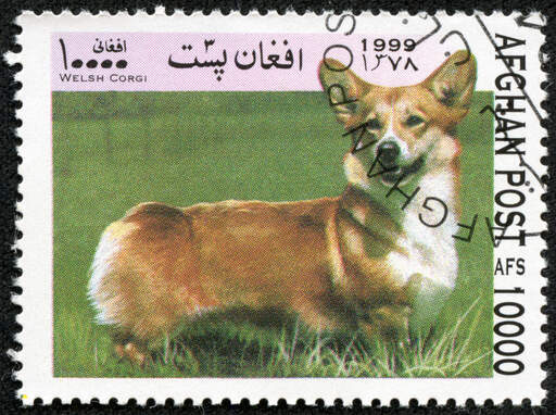 A Cardigan Welsh Corgi on an Afghan stamp