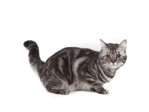 Eine hübsche grau marmorierte american shorthairr katze