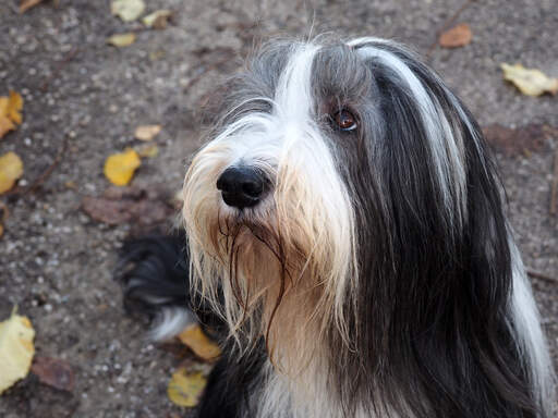 A close up of a Bearded Collie's healthy, long coat