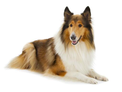 An adult Collie with a wonderful, soft coat