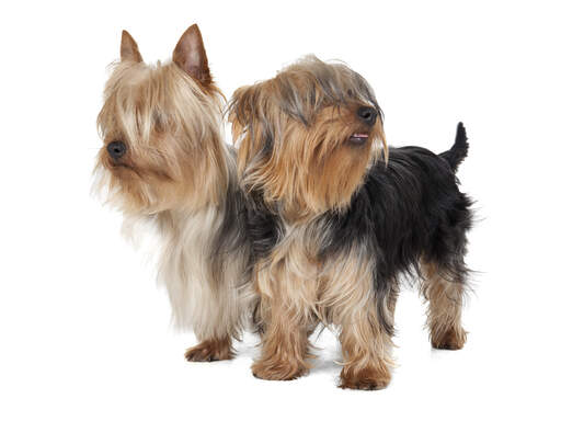 Two beautiful little Silky Terriers enjoying each other company