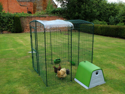 Detta genomskinliga skydd håller kycklingarna torra samtidigt som det släpper in solljus.