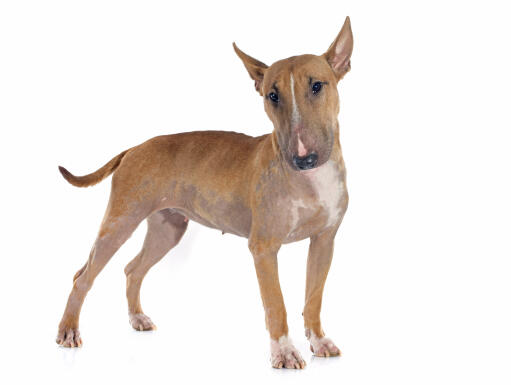 A female, adult Bull Terrier standing strong