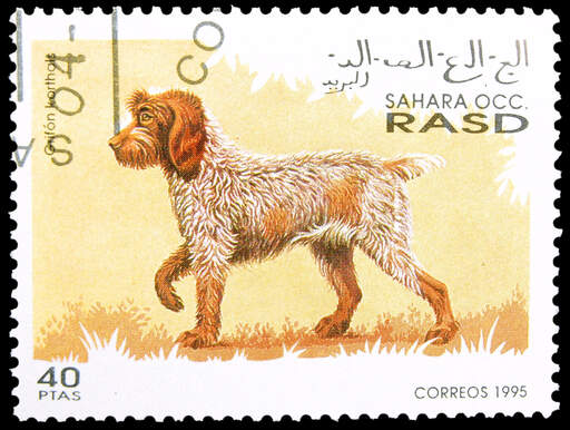A Korthals Griffon stamp from RASD