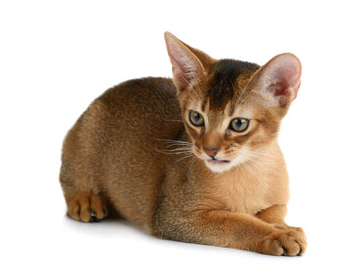 En ung abyssinian katt med en plyschig päls