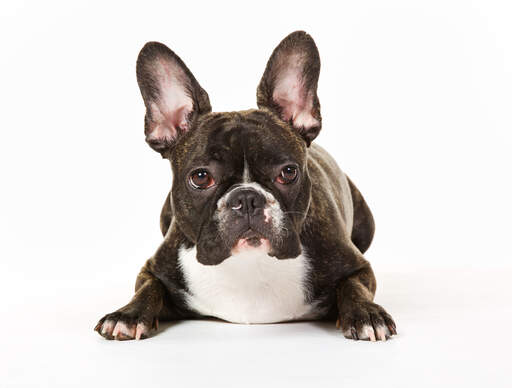 De karakteristiska långa, spetsiga öronen hos en fransk bulldogg