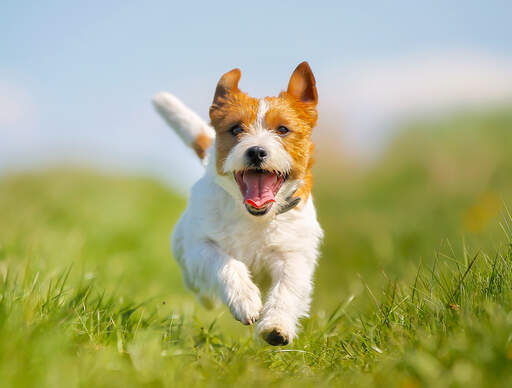 En upphetsad jack russell terrier som springer mot sin ägare