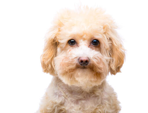 A close up of a young Miniature Poodle's head, with a soft, thick coat