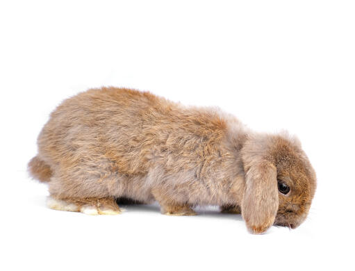 Den härliga, lumpiga pälsen hos en fransk lop-kanin