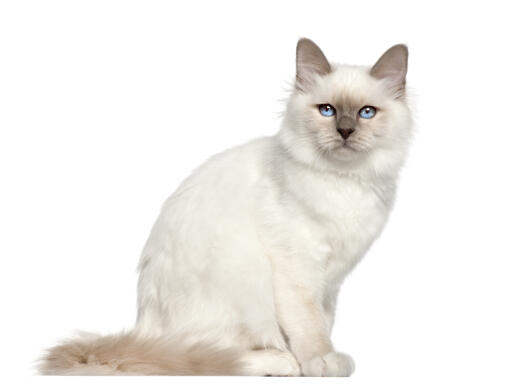 Un jeune chat birman avec de beaux yeux bleus