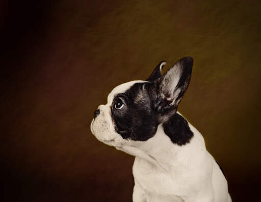 En sida på en boston terriers stubbiga nos och långa öron